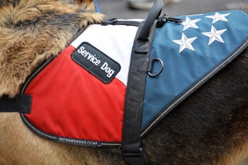 Service dog - Assistance Dog Day - August holidays blog post