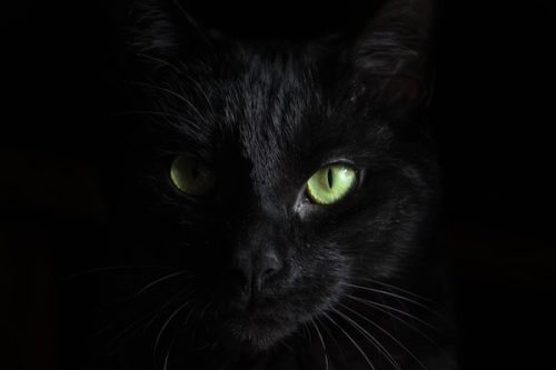 black cat crossed your path (panther with green eyes matching black background) - Defy Superstition Day - September holidays blog post