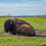 Buffalo Bison in the field in North Dakota