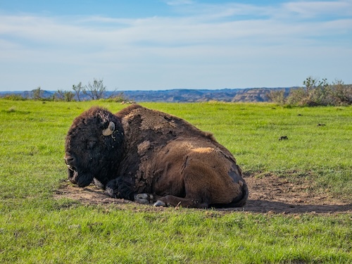 Buffalo Bison in the field in North Dakota